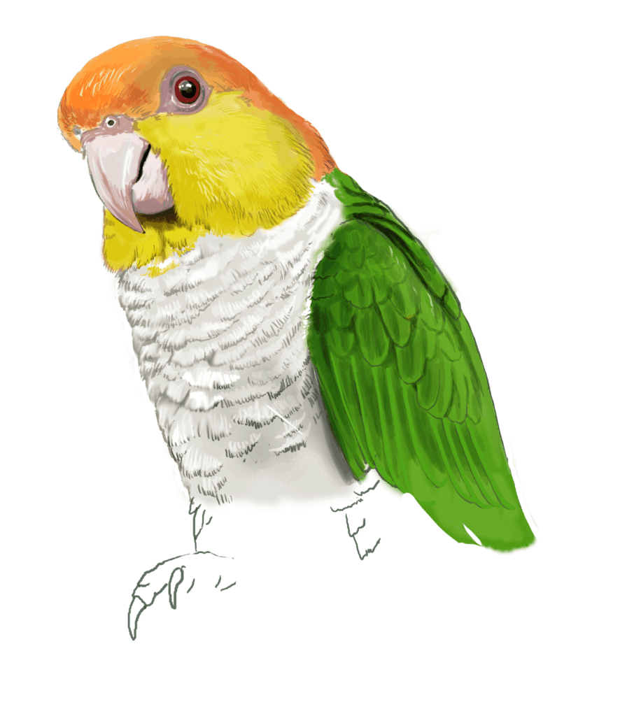 bird breeding | psittacus usa