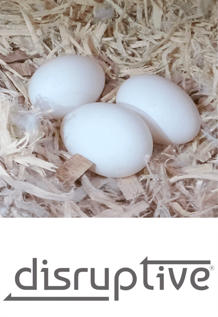disruptive incubation psittacus catalonia