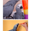 african grey parrot breeding birds psittacus