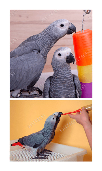african grey parrot breeding birds psittacus