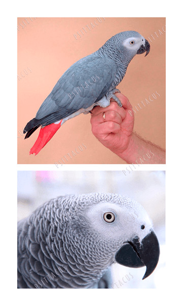 psittacus african grey parrot